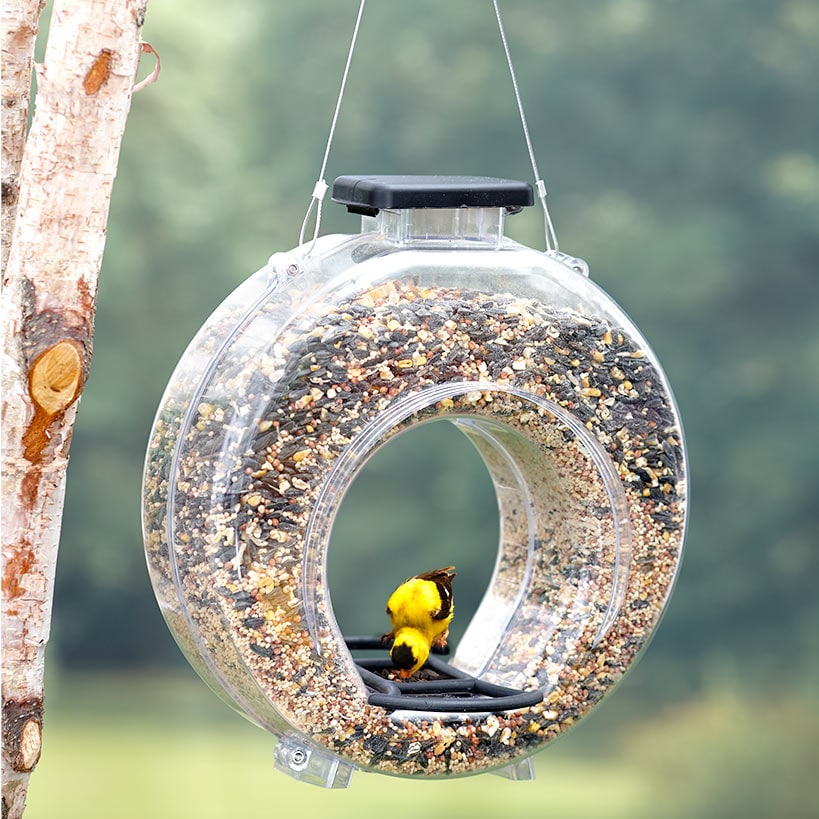 Jumbo Clear Round Bird Feeder