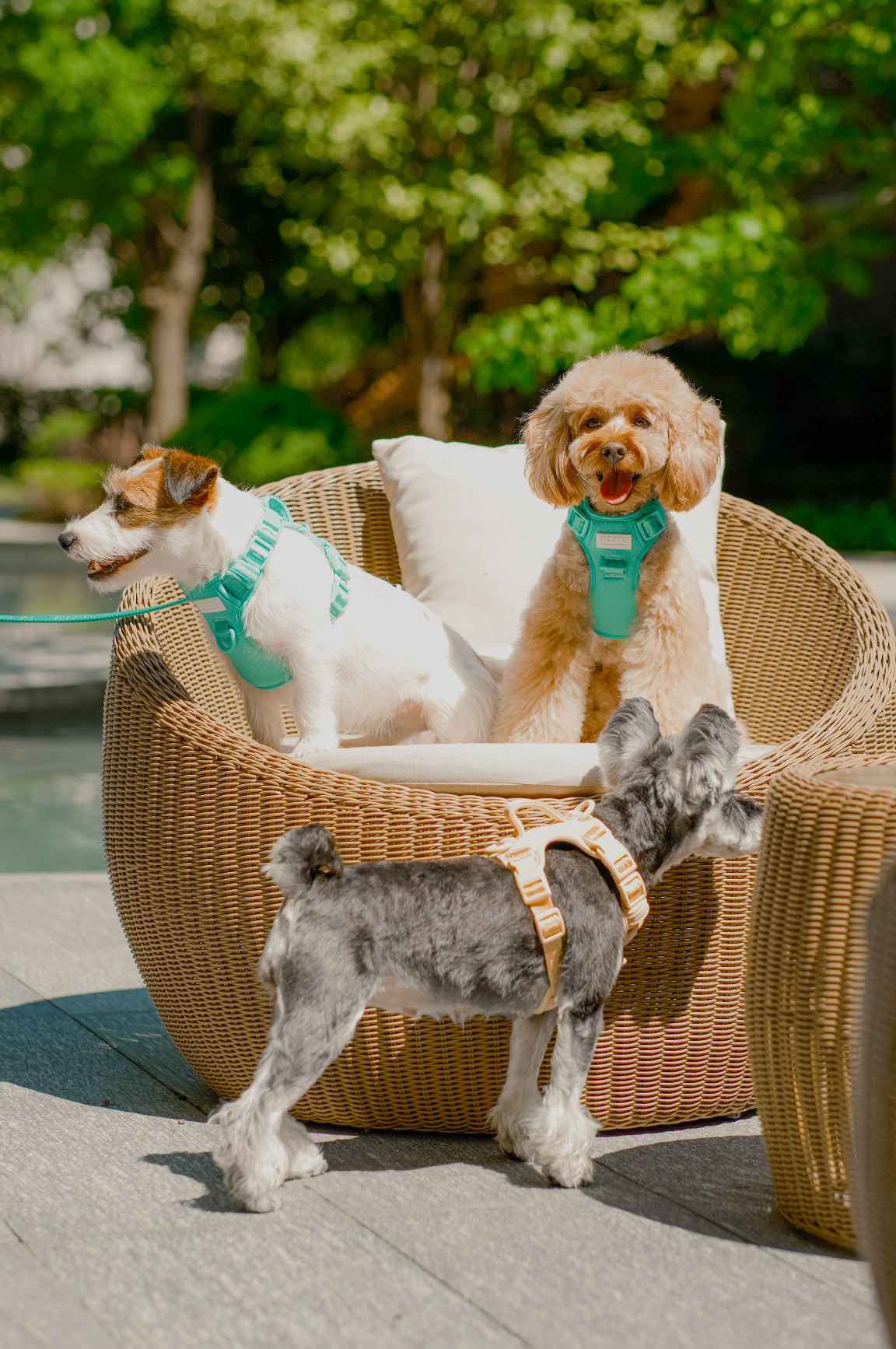 NO PULL ACTIVE PET HARNESS - MINT GREEN