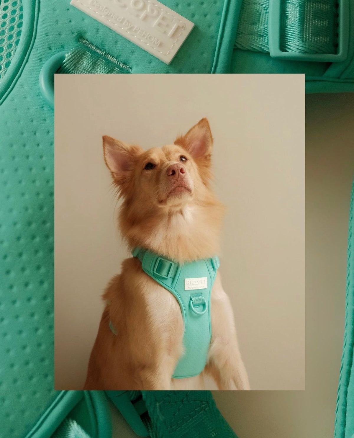 NO PULL ACTIVE PET HARNESS - MINT GREEN