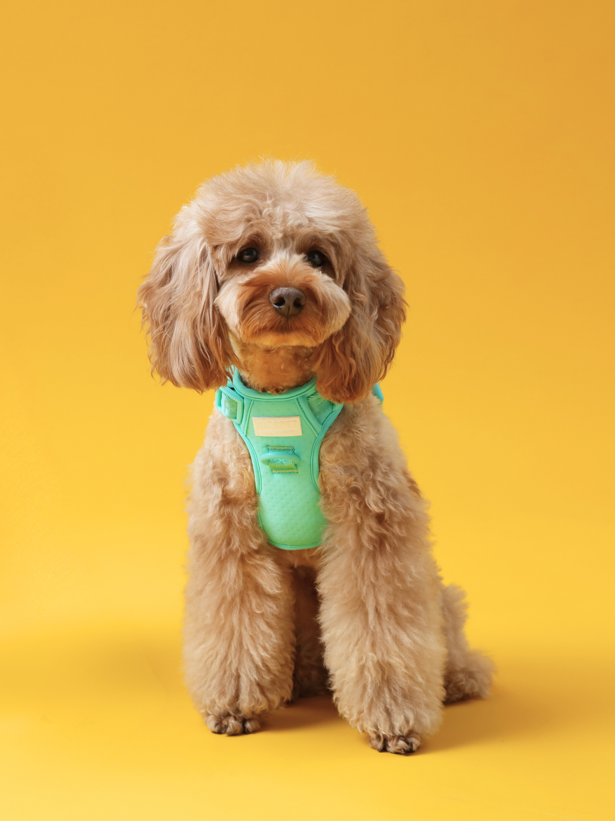 NO PULL ACTIVE PET HARNESS - MINT GREEN