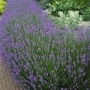 3-Pc. Fragrant Lavender