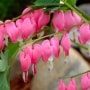 2-Pc. Old-Fashioned Bleeding Hearts