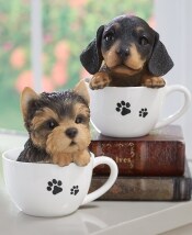 Teacup Pups
