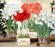 Festive Live Floral Bulb Gifts