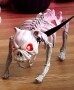 Barking Dog or Meowing Cat Skeleton