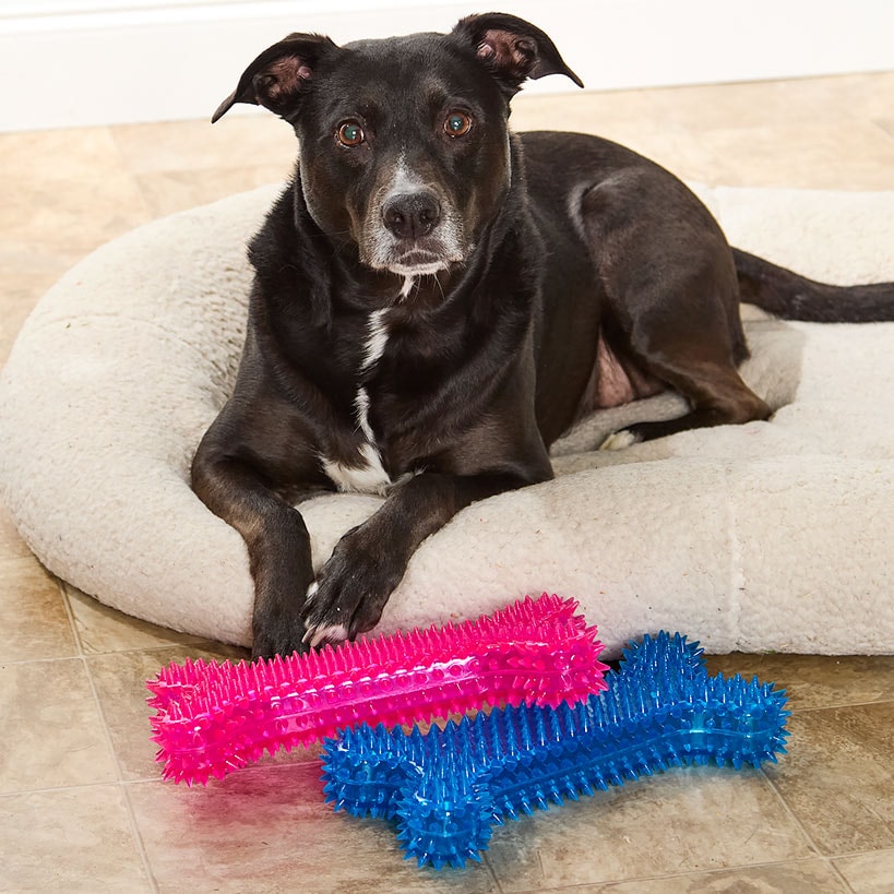 Jumbo Spike Chew Bone Toy Pink Or Blue With Squeaker For Dental Health