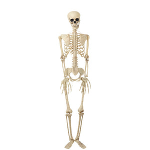 35-Inch Poseable Lighted Halloween Skeleton