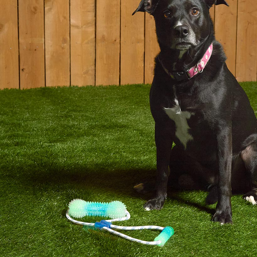 Glow-in-the-Dark Bone Dog Toy - Fetch, Chew, and Tug Fun#select-color_blue