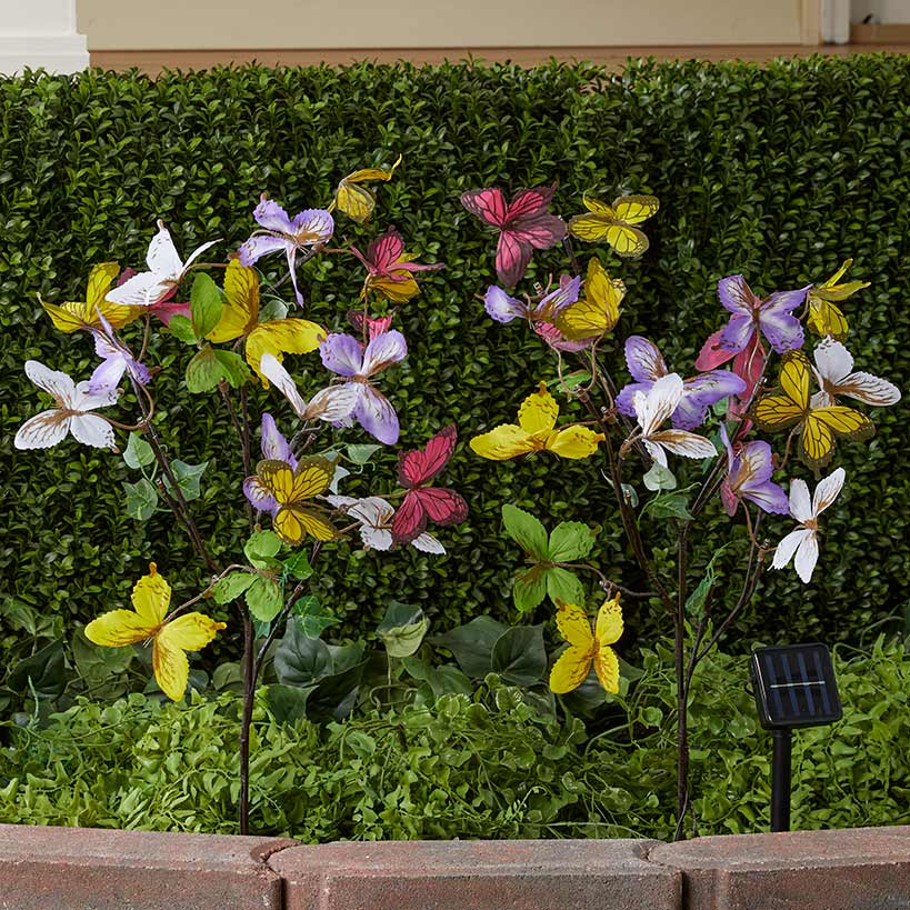 Solar Iris Japonica Collection