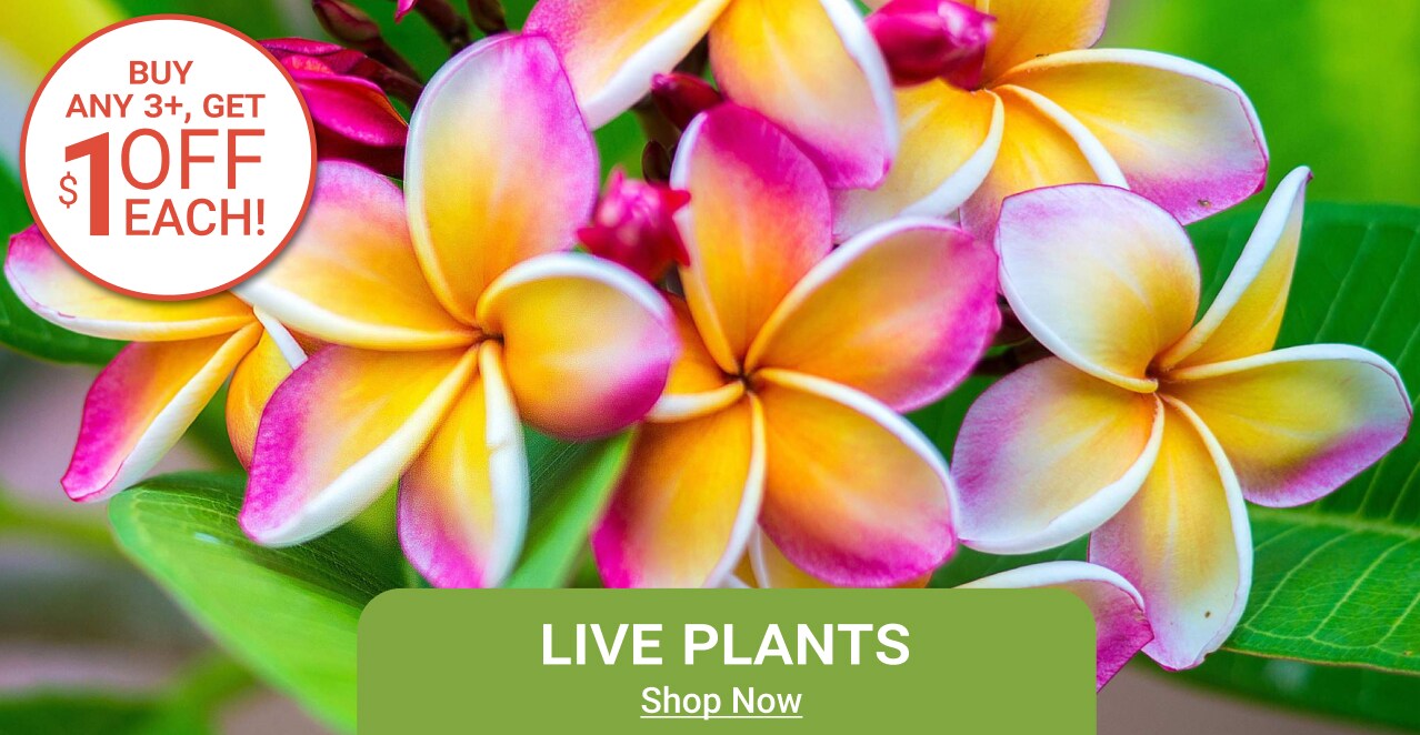 Live Plants! - Shop Now